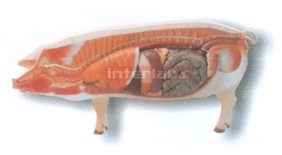 HANGING ANATOMICAL MODEL OF THE PIG